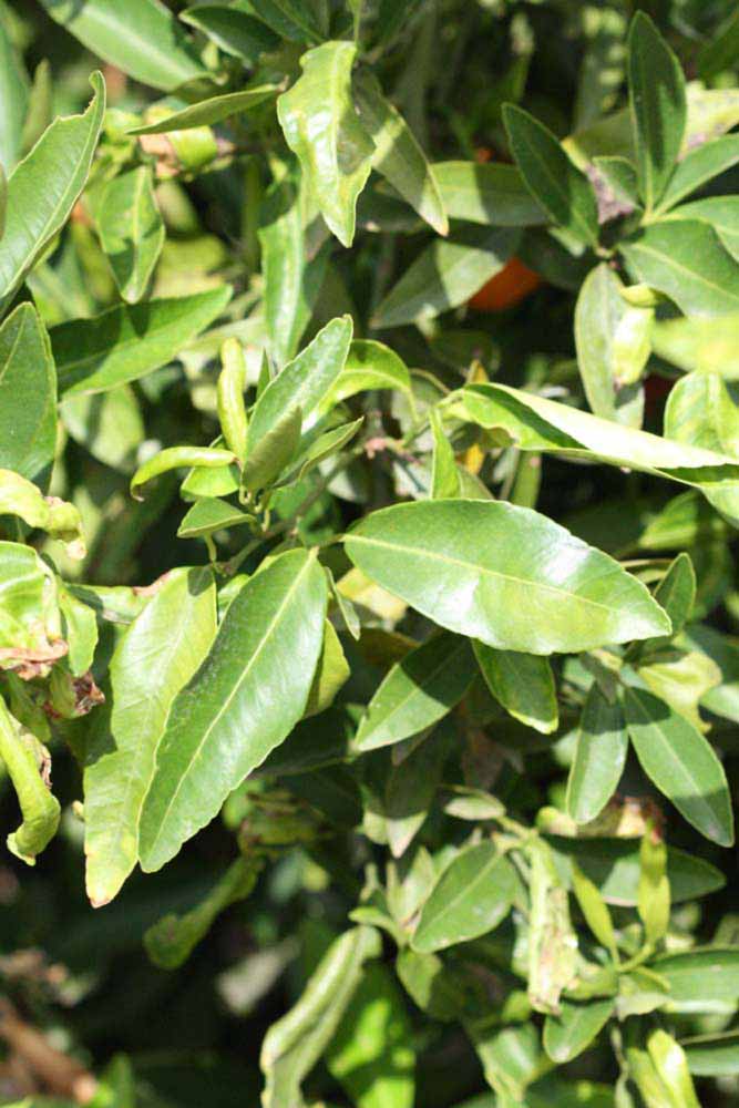              Sun leaves (Riverside, CA)       